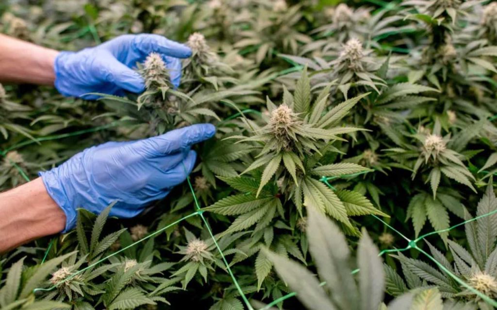 Schluss mit "Rezepten auf Klick"? Bundestag nimmt Medizinal-Cannabisgesetz ins Visier