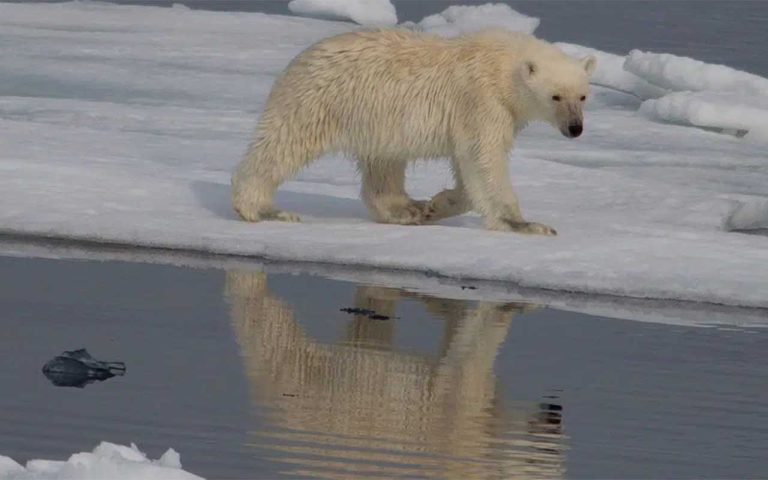 Wenn die Natur Bilanz zieht: Genetische Verarmung in der Arktis als ökonomischer Warnindikator