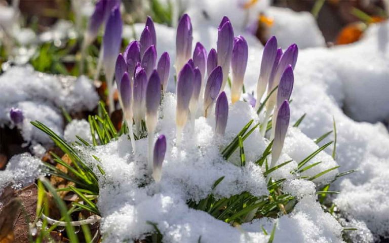 Der Kampf der Titanen: Wenn der Spätwinter auf den ersten Frühlingshauch trifft Der Kampf der Titanen: Wenn der Spätwinter auf den ersten Frühlingshauch trifft