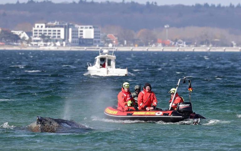 Dramatischer Überlebenskampf in der Ostsee: Gestrandeter Buckelwal vor Niendorf mobilisiert Großaufgebot