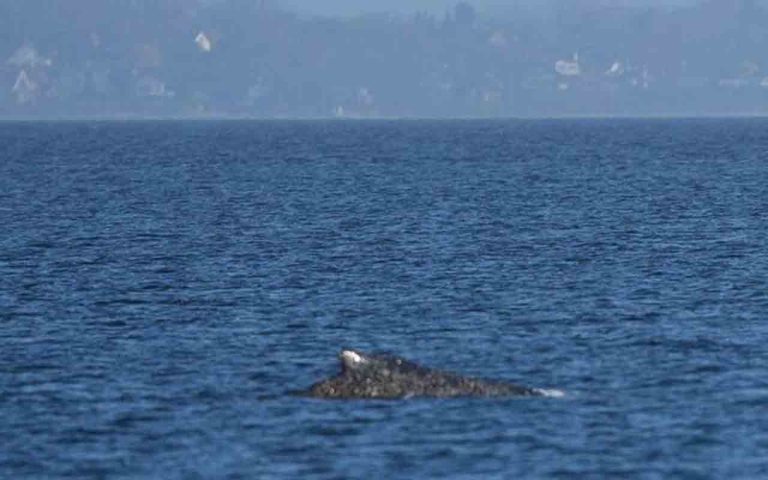 Dramatische Rettung in der Ostsee: Wie sich der Buckelwal von Timmendorfer Strand selbst befreite