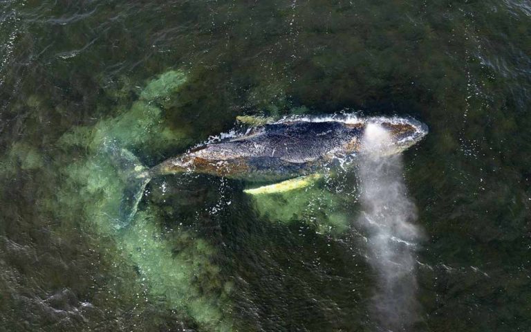 Wal-Drama in der Ostsee: Wenn ein Naturereignis die höchste politische Ebene erreicht