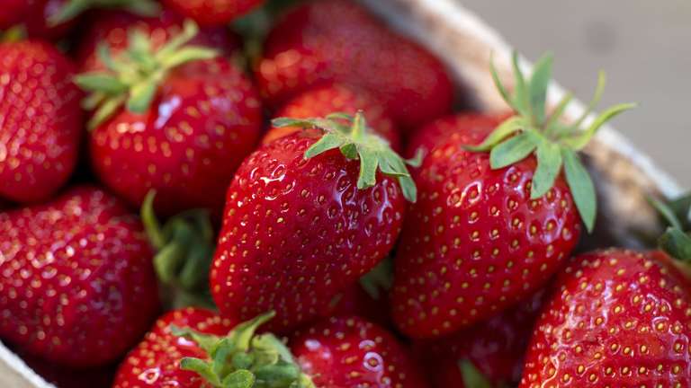 Kaufland appelliert an Kunden, auf eine verbreitete Gewohnheit beim Erdbeerkauf zu verzichten Kaufland bittet Kunden, Erdbeeren in Verpackungen nicht umzupacken. Häufiges Anfassen beschädigt die Früchte und beschleunigt deren Verderb.