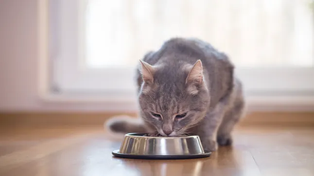 Fressnapf ruft beliebtes Katzenfutter wegen Fremdkörpern zurück Fressnapf hat einen dringenden Rückruf für Multifit Adult Jelly Kaninchen & Ente gestartet. In betroffenen Chargen wurden Fremdkörper festgestellt.