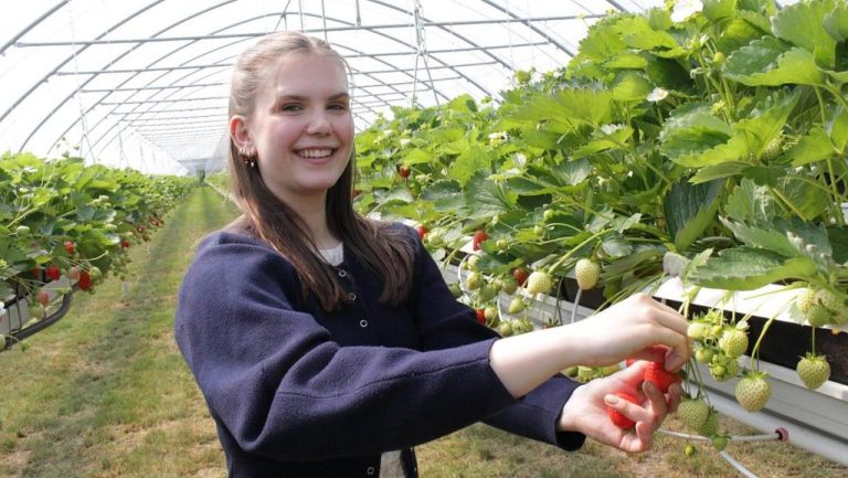 Erdbeeren richtig pflücken: So bleiben die Früchte unbeschädigt – aktuelle Preise 2026 Experten erklären, wie Erdbeeren richtig gepflückt werden, welche Regeln auf Selbstpflückfeldern gelten und warum Selbstpflücken 2026 günstiger bleibt.