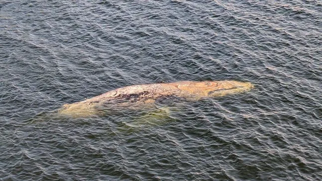 Buckelwal „Hartwin“ in Not vor der deutschen Küste In der Ostsee nahe Deutschland wurde der Buckelwal „Hartwin“ gesichtet. Experten sprechen von Erschöpfung und warnen vor einer neuen Tragödie.