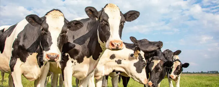 Warum Rinder in der prallen Sonne nicht automatisch gefährdet sind Nach einer Beschwerde über Rinder auf einer Weide überprüfte das Veterinäramt den Betrieb. Die Kontrolle ergab keine Verstöße gegen den Tierschutz.