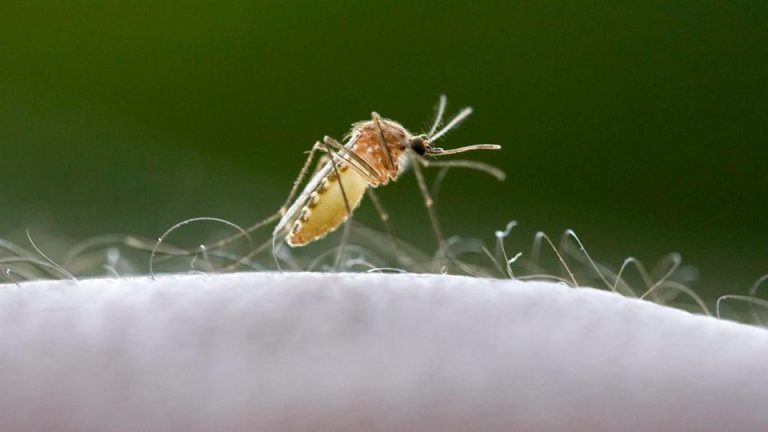 Zwei Mitarbeiter des Frankfurter Flughafens an Malaria gestorben Zwei Mitarbeiter des Frankfurter Flughafens starben an Malaria. Sechs Fälle werden mit per Flugzeug eingeschleppten Mücken in Verbindung gebracht.