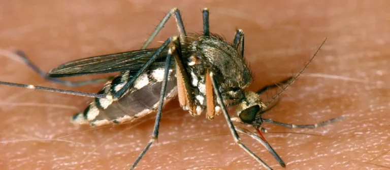 In Griechenland steigen die Fälle des West-Nil-Virus stark: Seit Anfang 2026 wurden 157 Infektionen registriert, 13 Menschen sind gestorben.