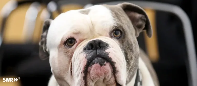 Bulldogge greift 71-jährige Frau an und tötet ihren Hund In Eppingen griff eine Old English Bulldog eine 71-jährige Frau und ihren kleinen Mischlingshund an. Die Frau kam ins Krankenhaus, ihr Hund starb.