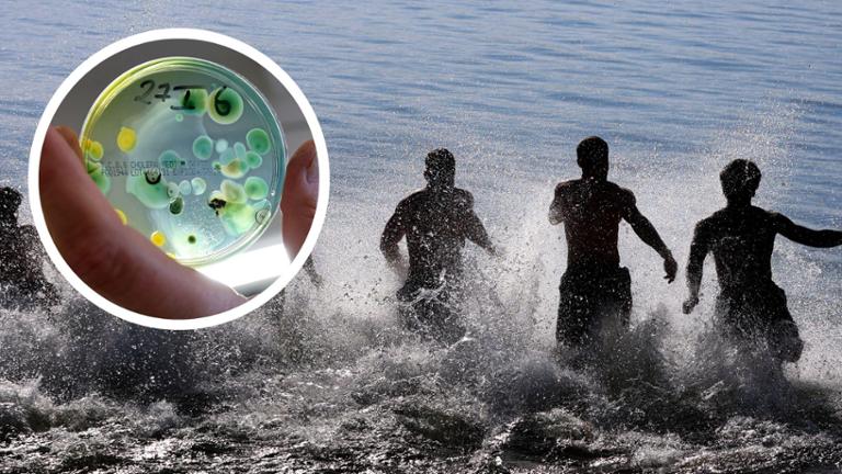 Gefährliches Bakterium vor Italiens Küste entdeckt Vor Italiens Küste wurde Vibrio vulnificus nachgewiesen. Das Bakterium kann über Wunden oder Meeresfrüchte schwere Infektionen und Komplikationen verursachen.