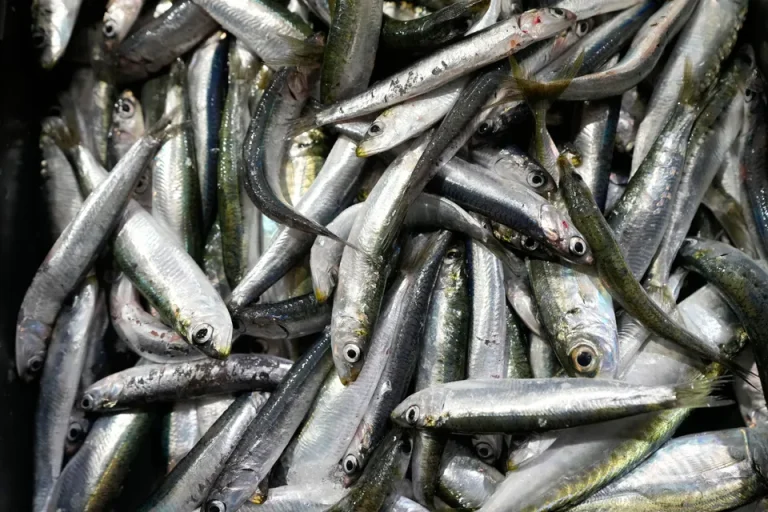 In Deutschland werden Sardinen knapp: Das sind die Gründe In Deutschland werden Sardinen knapp. Sinkende Fangmengen und Exportbeschränkungen in Marokko könnten zu Lieferengpässen und höheren Preisen führen.