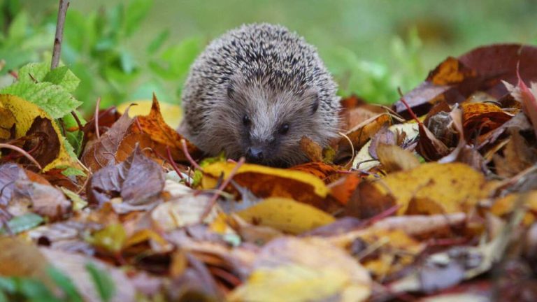 Igel und Maulwürfe im Garten schützen: Der NABU erklärt, wie wilde Ecken, heimische Pflanzen und Wildblumenflächen Lebensräume für Tiere schaffen.