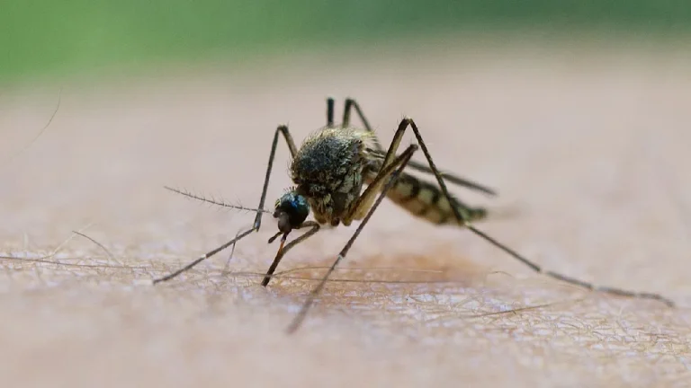 Zwei neue Malaria-Fälle in Frankfurt: Gesundheitsamt untersucht möglichen Zusammenhang Zwei Menschen aus Frankfurt-Schwanheim sind an Malaria erkrankt. Die Behörden prüfen einen möglichen Zusammenhang mit früheren Fällen am Flughafen.