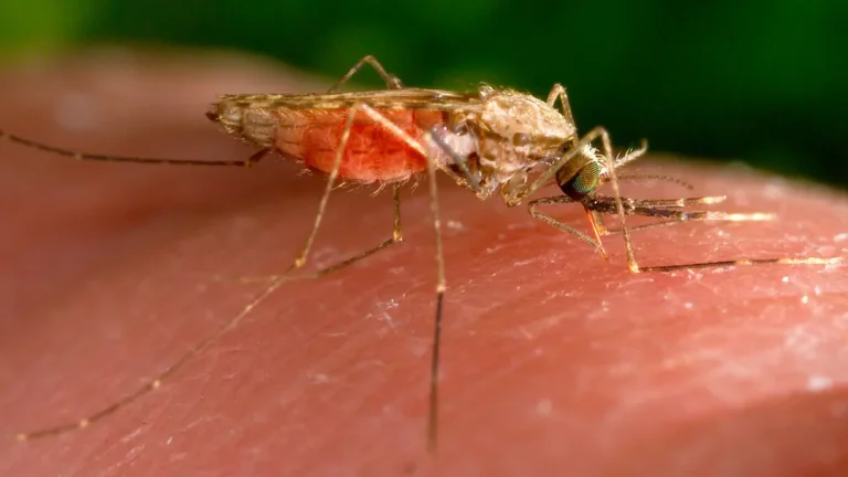Dritter Malaria-Todesfall in Frankfurt: Was bekannt ist In Frankfurt wurden acht Malariafälle und drei Todesfälle registriert. Vermutlich gelangten infizierte Anopheles-Mücken über den Flughafen nach Deutschland.