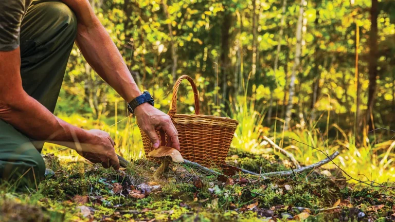 Pilzsammler entdeckt Leiche einer Frau im Wald bei Eberswalde Pilzsammler entdeckt eine Frauenleiche im Wald bei Eberswalde in Brandenburg. Die Polizei untersucht Identität, Todesursache und Hintergründe des Falls.